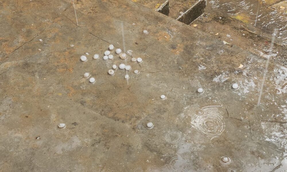 कटाई से पहले ओलों की मार