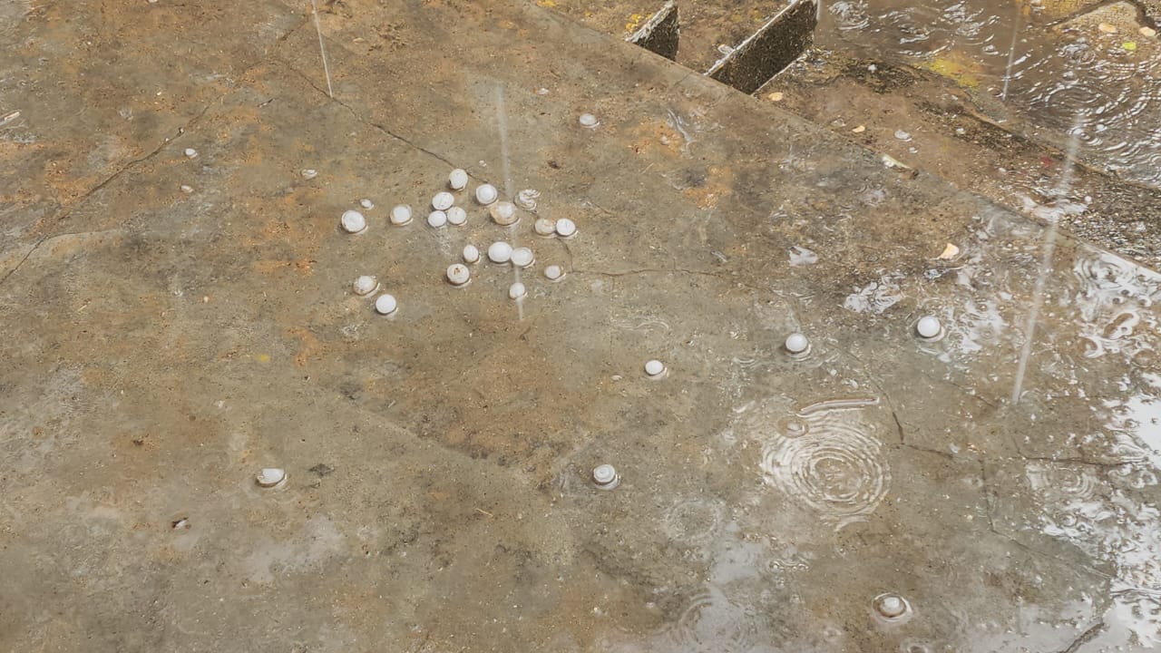 कटाई से पहले ओलों की मार