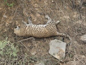 तेंदुए का शव मिला,