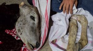 गाय के अवशेष