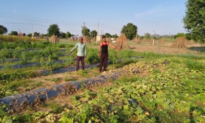 बिहाली गांव में जैविक खेती करते किसान जितेंद्र राठौड़