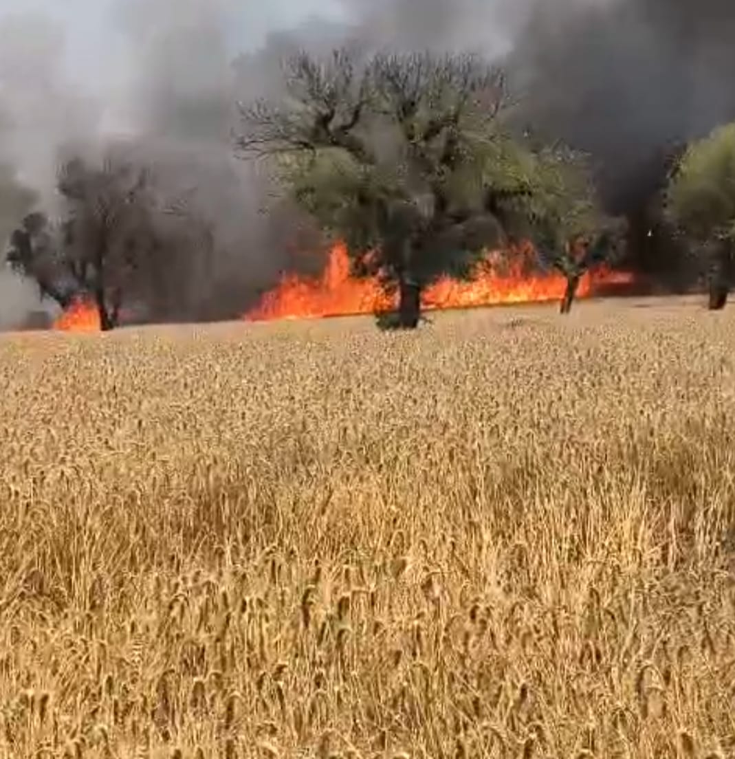 गेहूं के खेत में लगी भीषण आग, देखते ही देखते फसल हुई राख