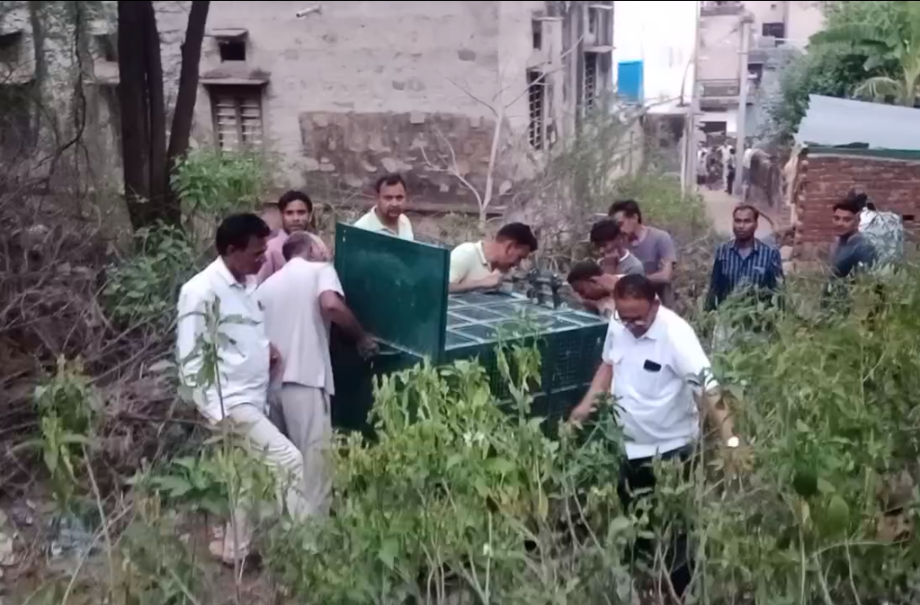 वन विभाग ने पिंजरा लगाकर रेस्क्यू अभियान शुरू किया।