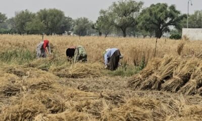 गेहूं की फसल की कटाई करते किसान