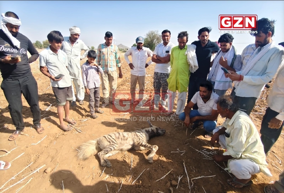 नांगल चौधरी गांव के पास लकड़बग्घे की मौत से फैली सनसनी